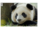 P601	Большая панда